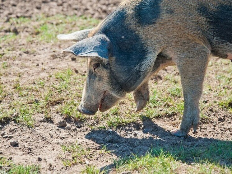 В Волгоградской области проведут отстрел 67 особей дикого кабана