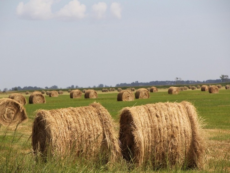 Объем валовой продукции агросектора Башкирии составляет 301 млрд рублей