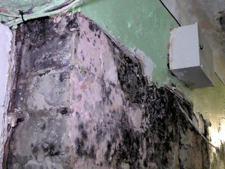 Астраханцам объяснили, чем опасна плесень и как от нее избавиться