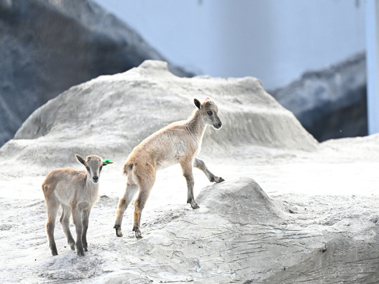 Пермяков приглашают на представления и экскурсии