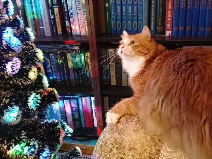 Госветслужба Ленобласти будет работать даже в праздники