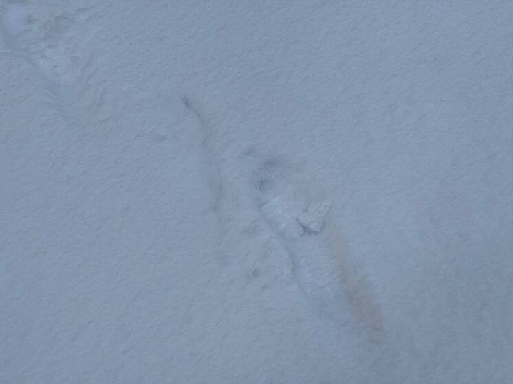 Самый снежный за 20 лет Новый Год придет в Калининград