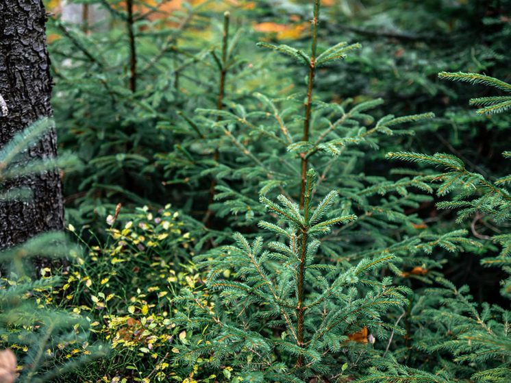 План по лесовосстановлению в Кировской области выполнили на 100%