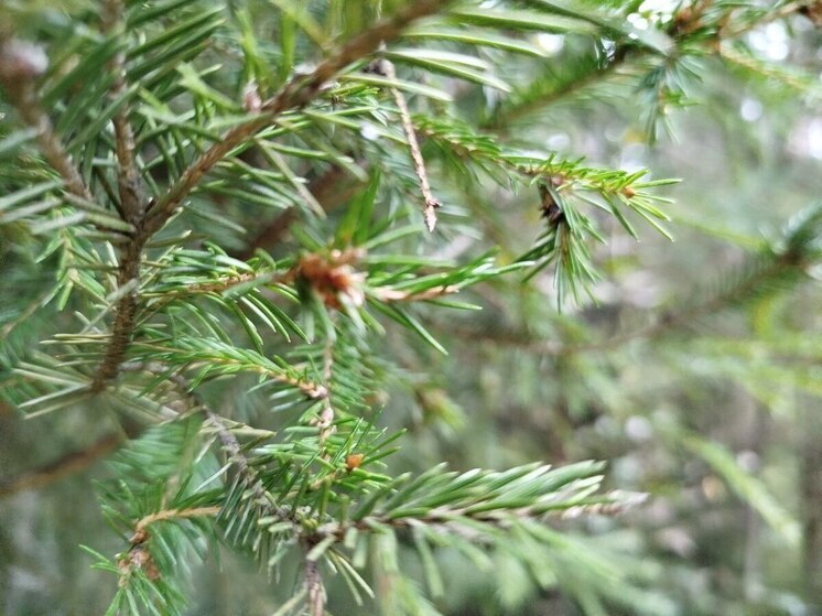 Петербуржцам посоветовали установить в доме экологичную ель в горшке
