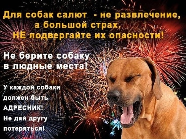 Ярославские волонтеры просят не брать собак на салюты