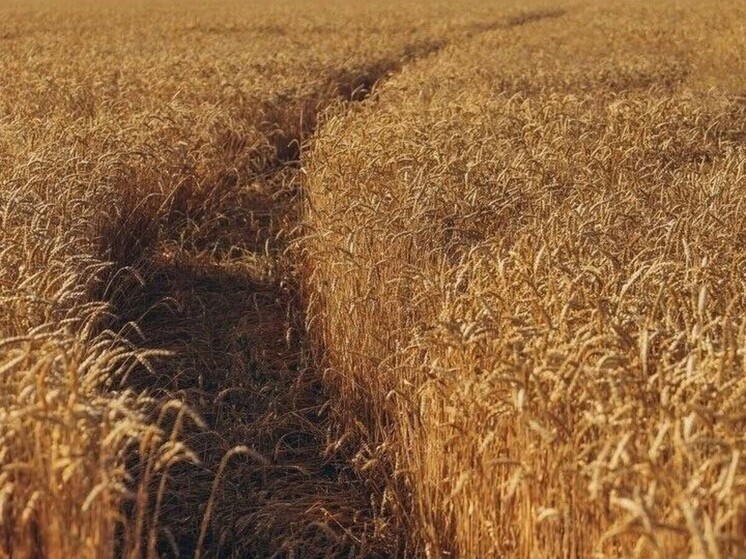 Для аграриев Ростовской области отменили региональный режим ЧС из-за засухи и заморозков