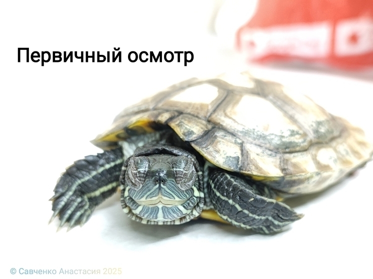 В Ростове врачи спасли черепаху с опухшими глазами