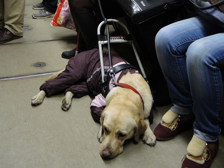 Хозяева собак-поводырей должны буду водить питомцев на диспансеризацию