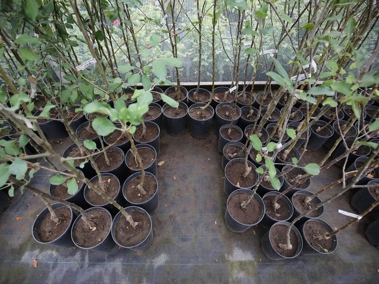 Волгоградским садоводам рассказали, как сохранить саженцы до весны