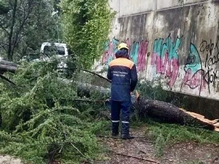 Шторм в Сочи повалил более 50 деревьев