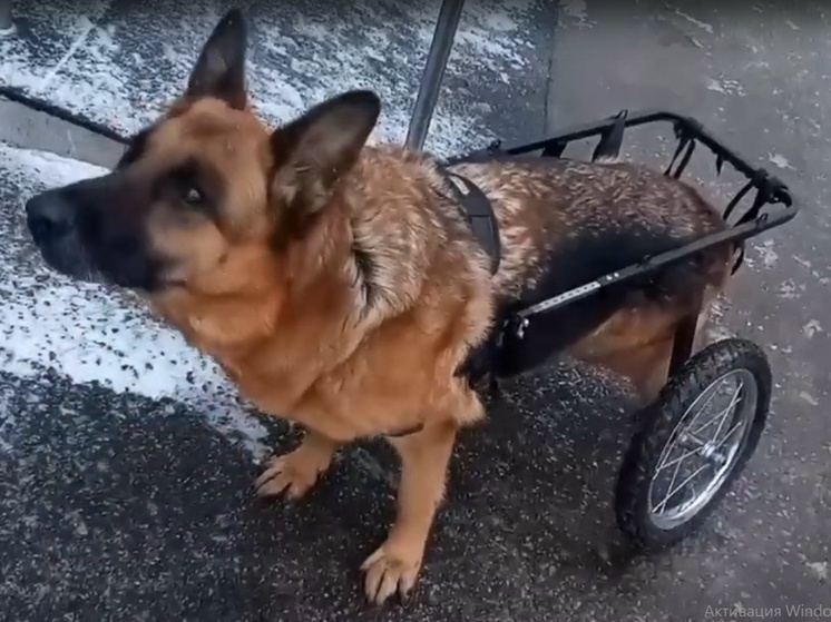 Жители Мамулино собирают на операцию изувеченной собаке, а напавший продолжает охоту