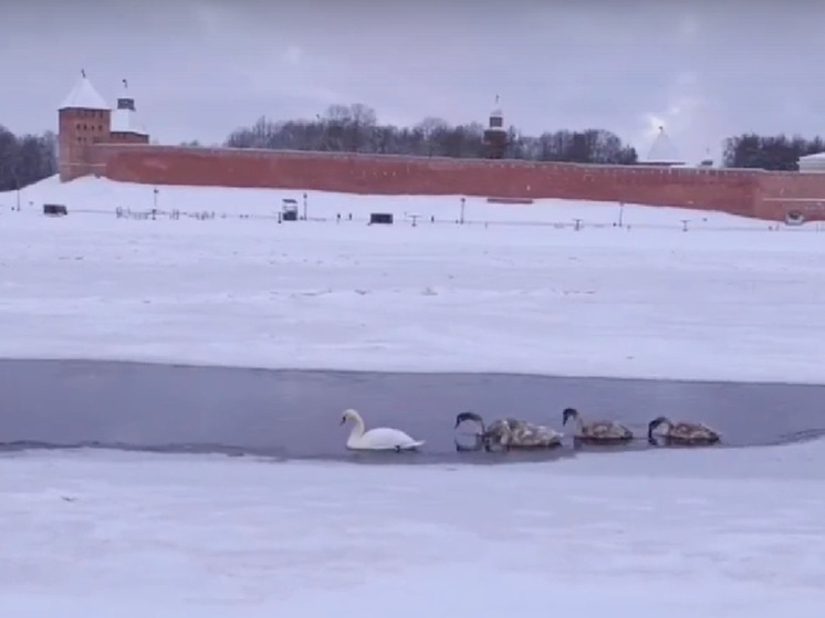 Рядом с Новгородским кремлем заметили семью лебедей