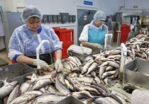 На Ямале с 1 января проиндексируют на 5,4% меры соцподдержки. В первую очередь изменения затронут представителей КМНС, АПК, а также сферы спорта, экономики и образования.