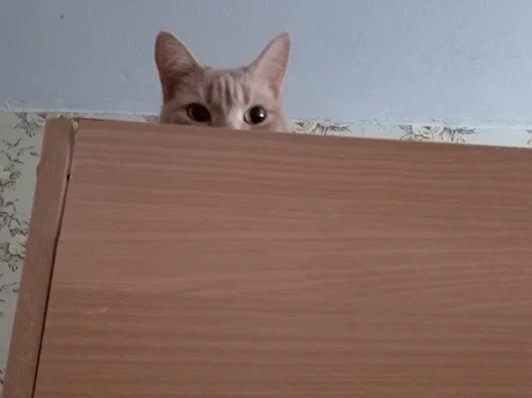 Страх громких звуков — распространенная проблема, но подготовить питомца к салютам реально, считает зоопсихолог, приглашенный эксперт бренда Triol Светлана Капустина