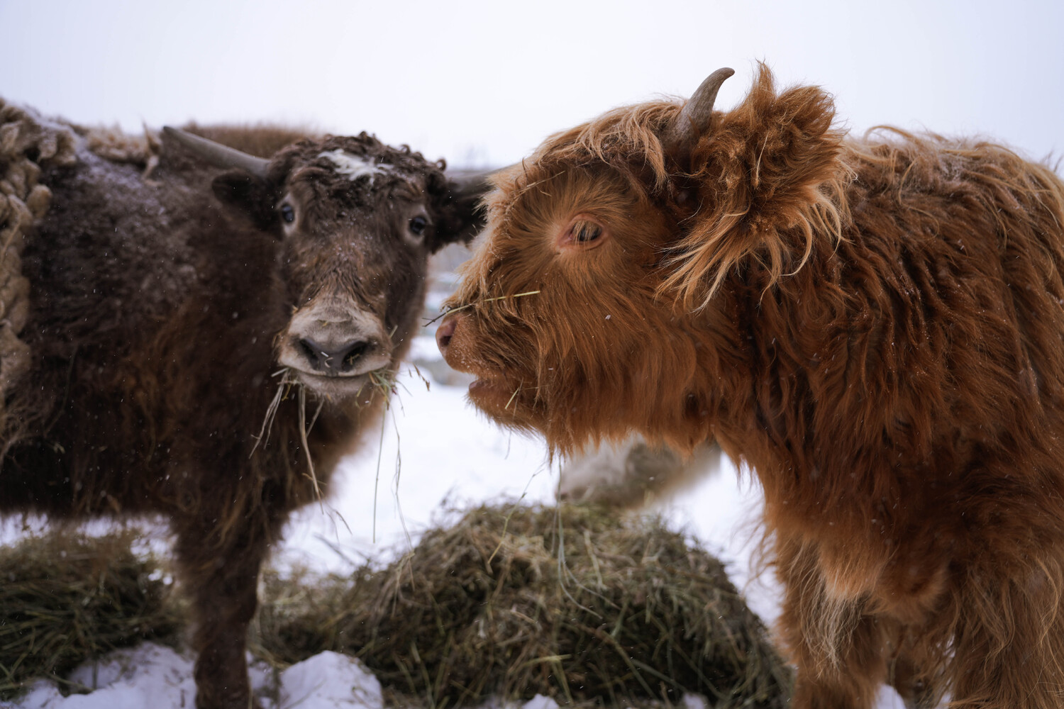 Челябинскому зоопарку в 2026 году исполняется 30 лет. Фото зимних зверушек