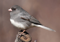 Необычное исследование в Лос-Анджелесе показало, что городские птицы юнко всего за пару лет пандемии и карантина успели отрастить более длинные и тонкие клювы, а затем, когда привычный городской ритм жизни вернулся, пернатые снова обзавелись короткими и крепкими