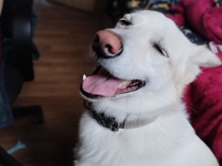 Еда со стола – это не самое лучшее угощение для собаки