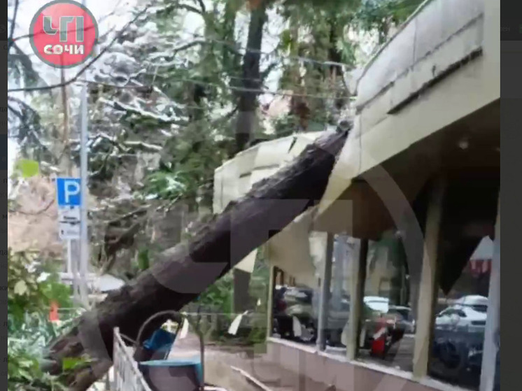 Хвойное дерево проломило крышу шаурмичной в центре Сочи