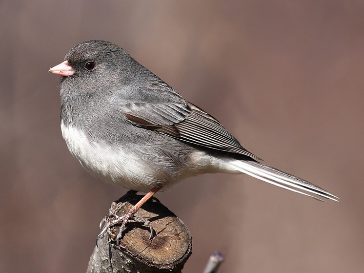 Птицы изменили форму клювов из-за карантина по коронавирусу в Лос-Анджелесе