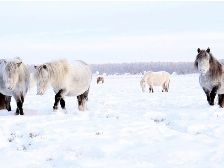 Прогноз погоды в Якутии на сегодня: Снег и морозы до -53°C