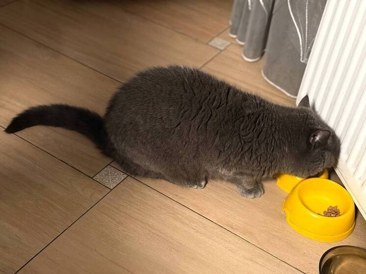 Лакомства для домашних питомцев не обязательно должны быть сделаны по какому-то сложному рецепту. Кроме того, кошкам и собакам не нужно такое разнообразие вкуснятины, какое будет на столе у хозяев на Новый год. Их пищеварение отличается от человеческого, поэтому лучше не экспериментировать и давать понятные продукты. Об этом рассказала Софья Васильева, специалист по питанию и поведению кошек производителя кормов для кошек и собак Probalancе.