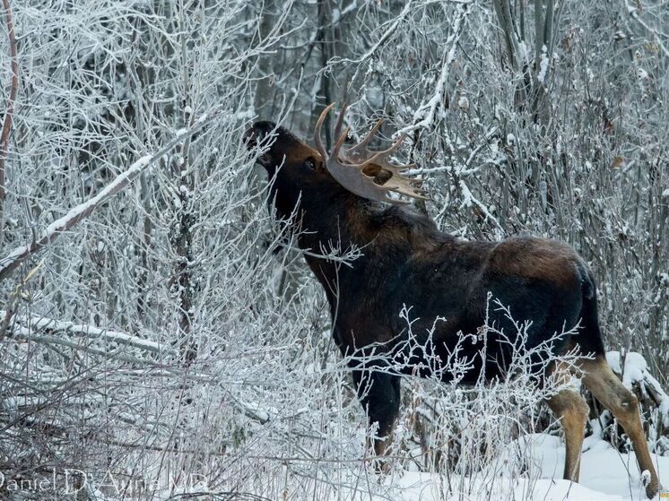 Ярославцы рассказали о половине туши лося