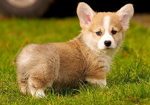 Спор из-за врожденного заболевания собаки одной из самых модных в 2025 году пород – Вельш Корги Пемброк – стал предметом долгого разбирательства в столичном суде