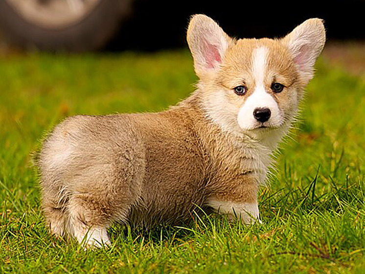 Спор из-за врожденного заболевания собаки одной из самых модных в 2025 году пород – Вельш Корги Пемброк – стал предметом долгого разбирательства в столичном суде