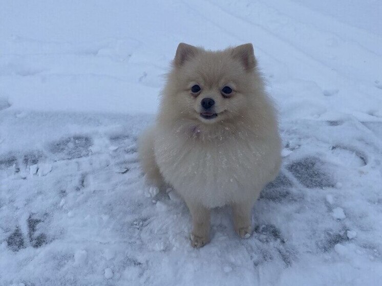 Питомец не сможет быстро воспитать в ребенке ответственность