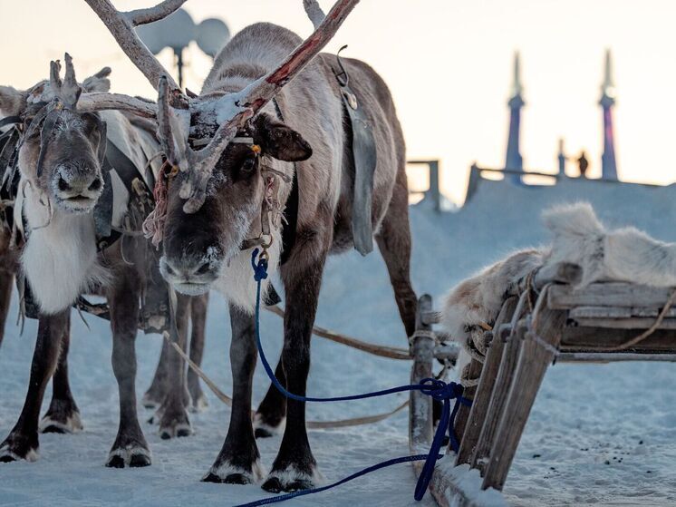 Олени столкнулись с BMW в Лабытнанги