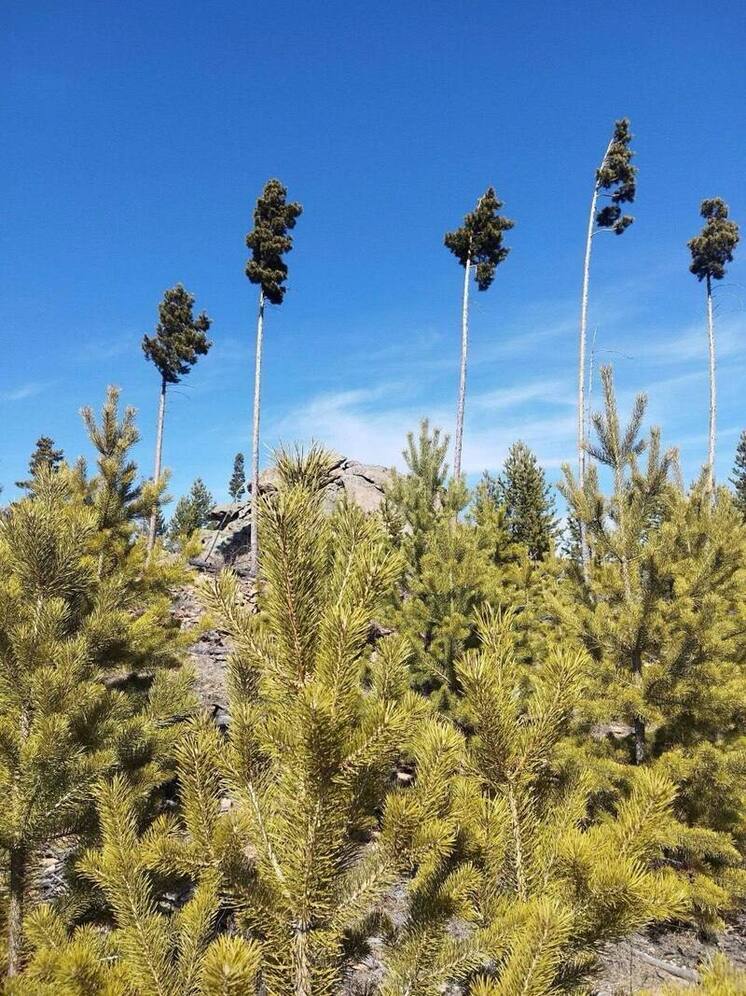 Уникальные сосны в Бурятии стали живым памятником работе лесных пожарных