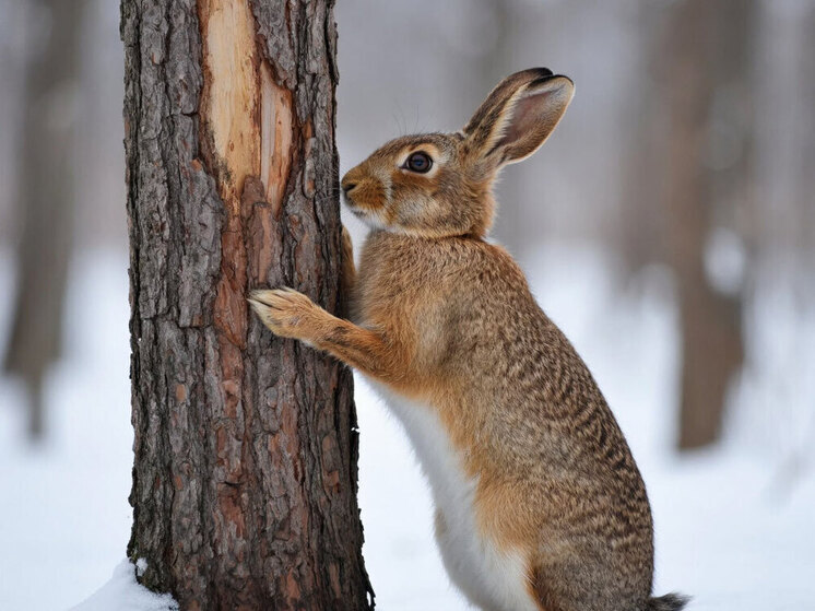 Зайцы покусились на дачные сады новосибирцев во время новогодних каникул