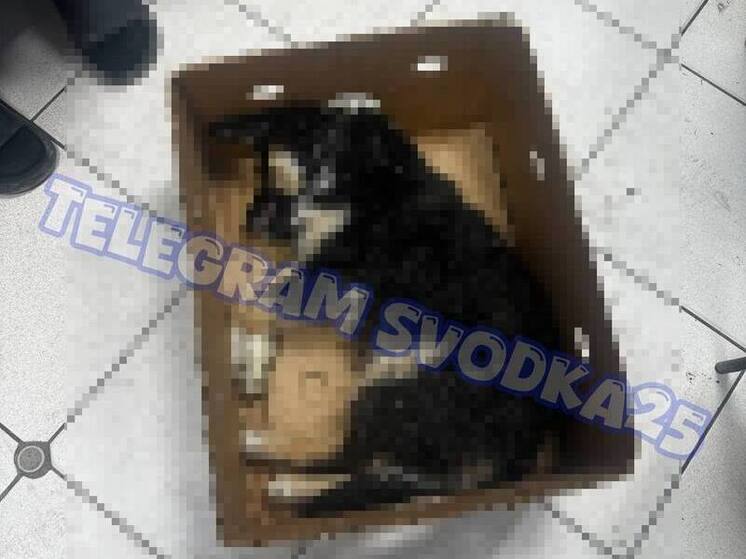 За выброшенную из окна собаку приморцу-живодеру грозит уголовное дело