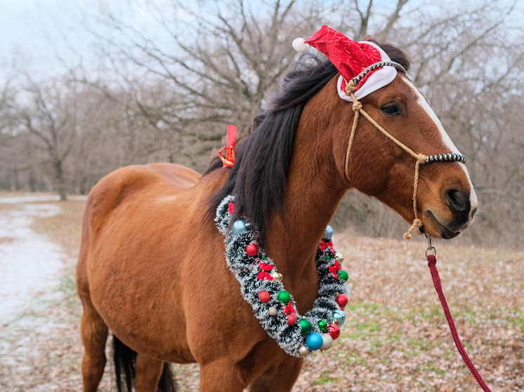 Астролог дала прогноз на 2026 год: чего ждать волгоградцам от Огненной Лошади