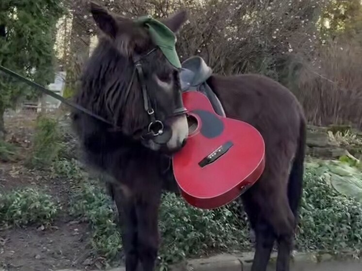 Ослик Бурашек открыл «волшебный зоомарафон» Ленинградского зоопарка