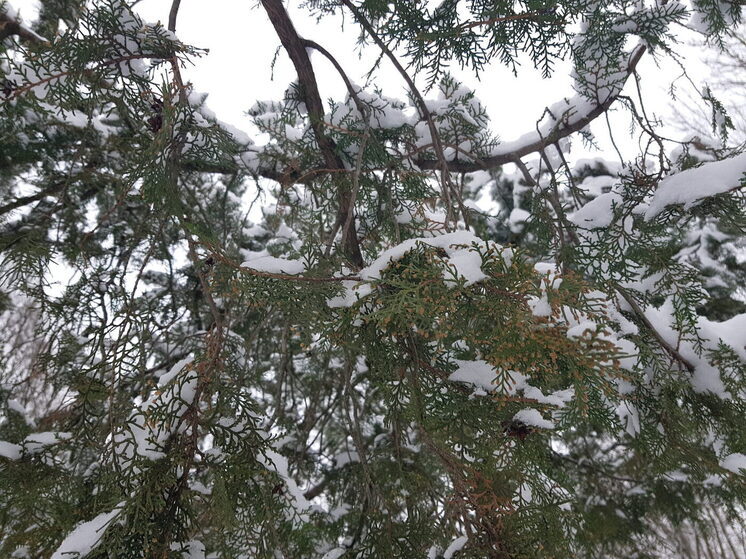 На Кубани продолжают устранять последствия мощного снегопада