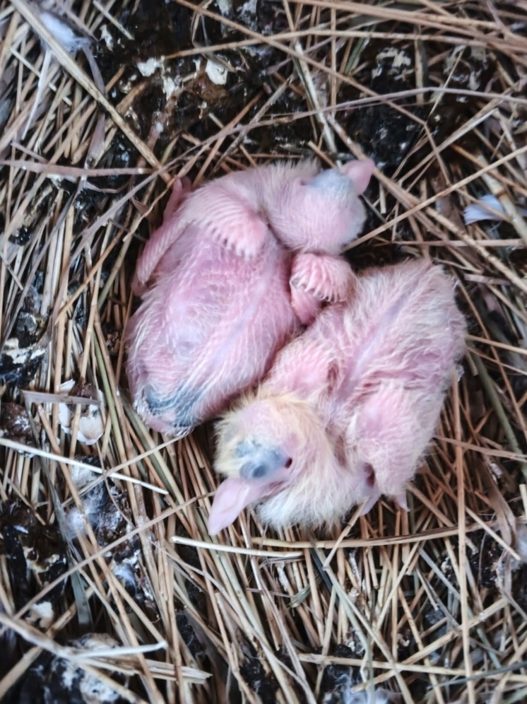 Под Новый год в астраханском храме появились на свет белые голуби