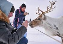 Более 200 гостей из разных регионов России отправятся на Ямал к оленеводам и в горные районы Полярного Урала, чтобы отпраздновать наступление 2026 года вдали от городской суеты, сообщает пресс-служба губернатора ЯНАО