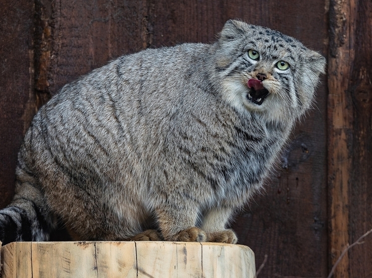 В красноярском зоопарке «Роев ручей» устроят показательные кормления животных в новогодние каникулы