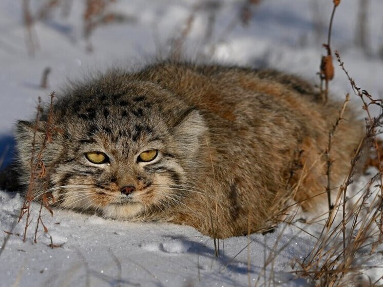 Убежища для манулов создадут в Забайкалье