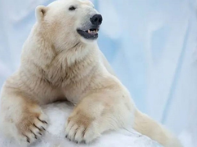 Зоопарк в Новом Уренгое примет посетителей в дни каникул с 3 января