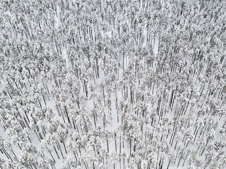 Собаки спасли отца и сына, замерзавших в лесу рядом с Карелией