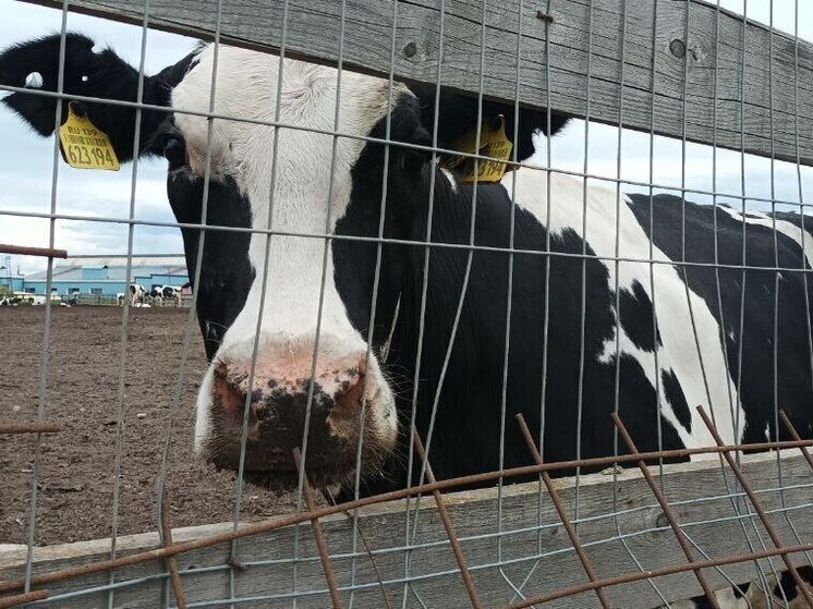 В первый день Нового года молочные фермы Ленобласти надоили 3758 тонн молока