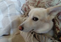 В Интернете есть много советов по поводу установки ёлки: от надежного крепления до установки дерева в ведро с песком. Редакция «МК в Питере» узнала у президента Российской кинологической федерации Владимира Голубева, как спасти ёлку от собаки.