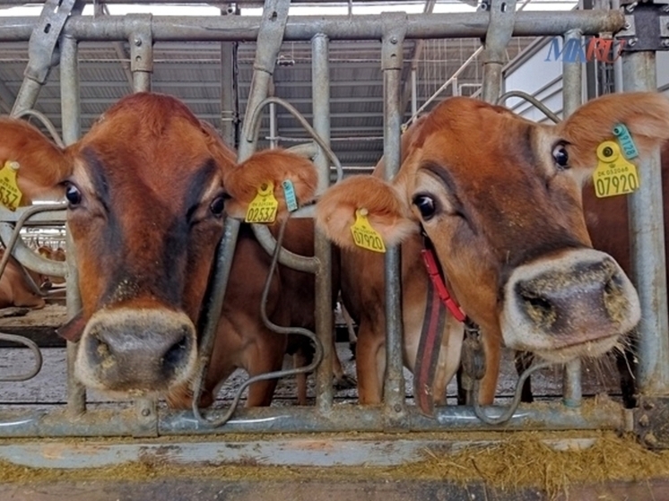 В Калужской области введён карантин по лейкозу КРС