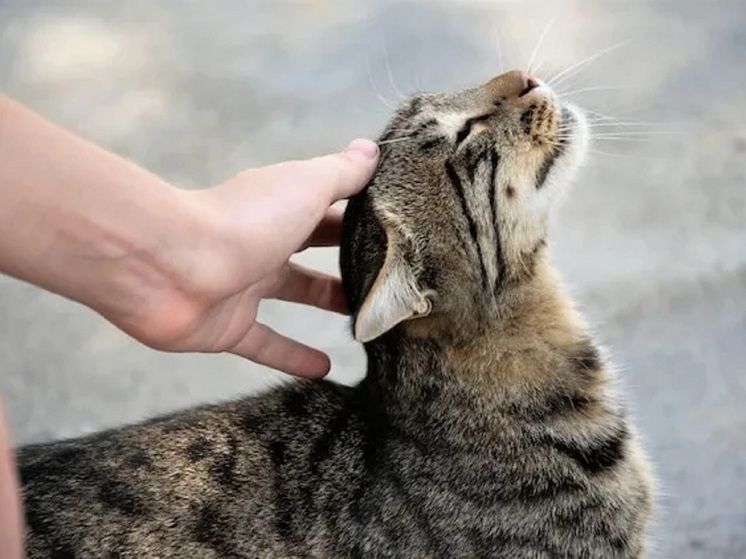 Совет жителям Калмыкии: завтра будьте добрее