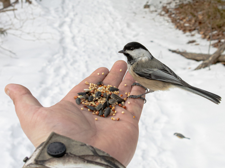 В православном календаре 2 января посвящено памяти священномученика Игнатия Богоносца, жившего в I веке. В народной же традиции этот день носил название Игнатьев день или День опивок и был наполнен особыми обрядами, приметами и строгими запретами.