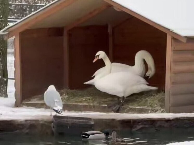 Ленинградский зоопарк показал гусей и лебедей