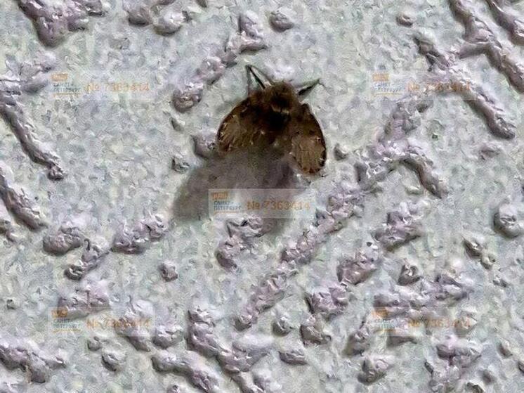 Канализационные очаровашки кошмарят петербуржцев в доме на Флотской