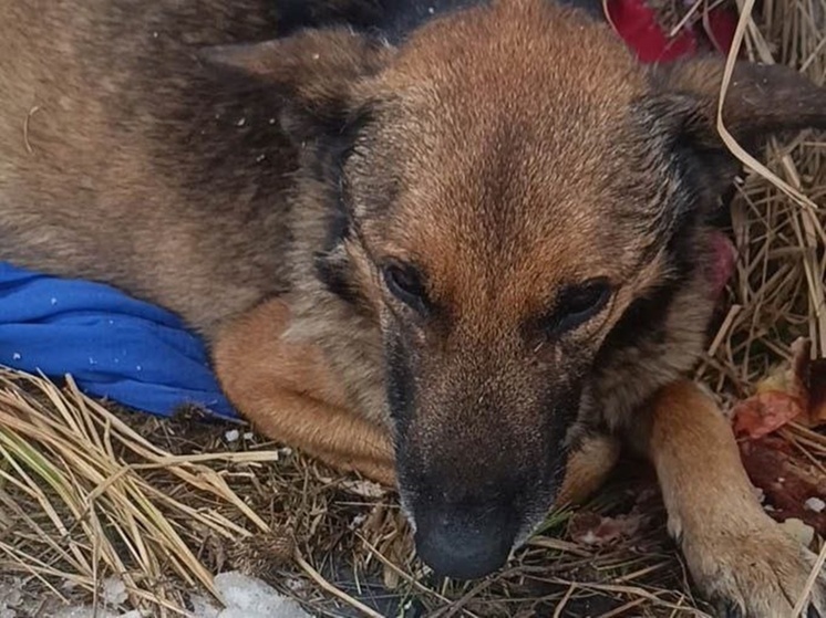 В Шахтах спасают собаку, которая объелась костей